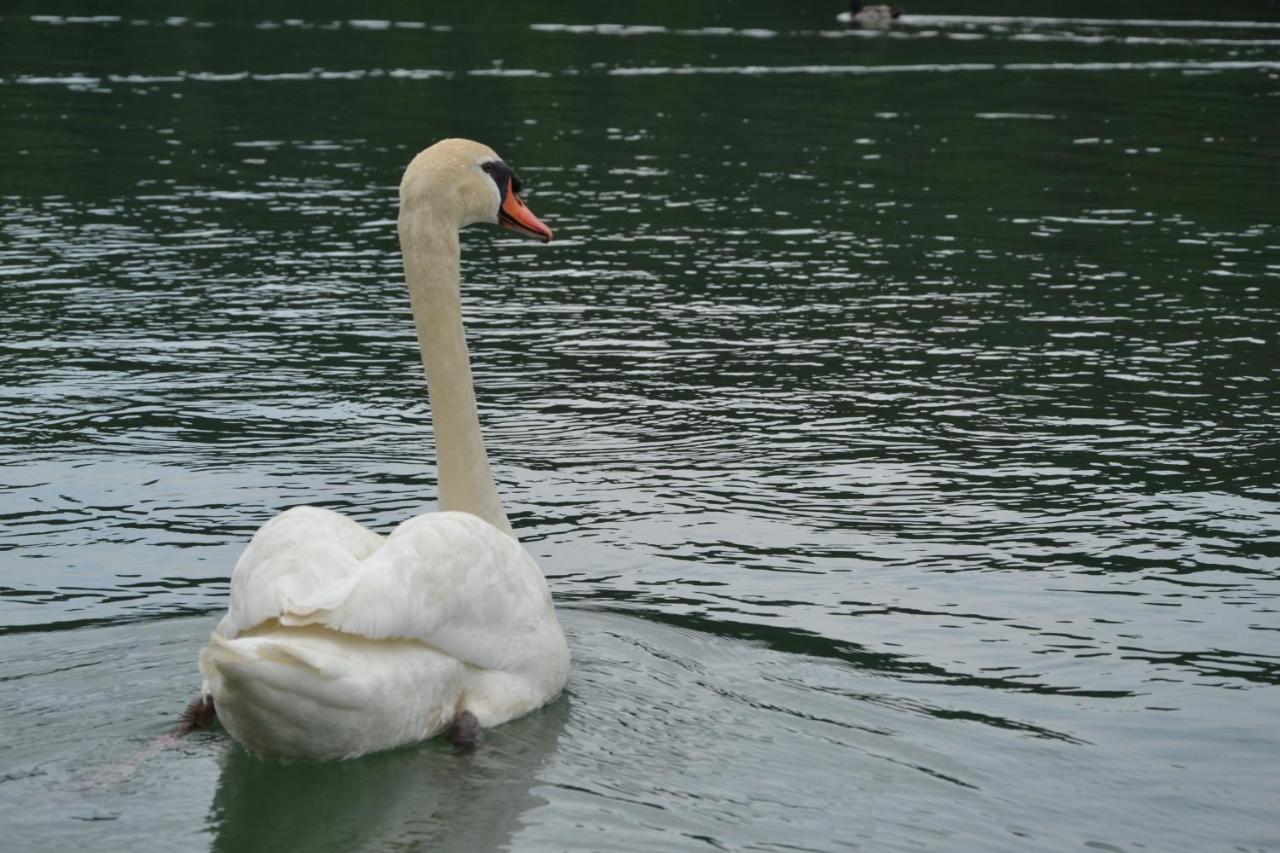 Bed and Breakfast Gostisce Jezero Медводе Екстер'єр фото